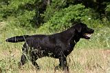 LABRADOR 968